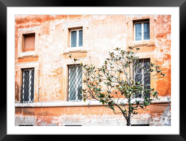 Olive Tree Growing In A Square, Rome, Italy Framed Mounted Print by Peter Greenway
