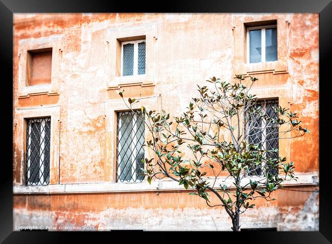 Olive Tree Growing In A Square, Rome, Italy Framed Print by Peter Greenway