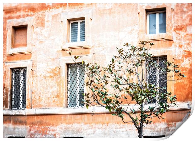 Olive Tree Growing In A Square, Rome, Italy Print by Peter Greenway
