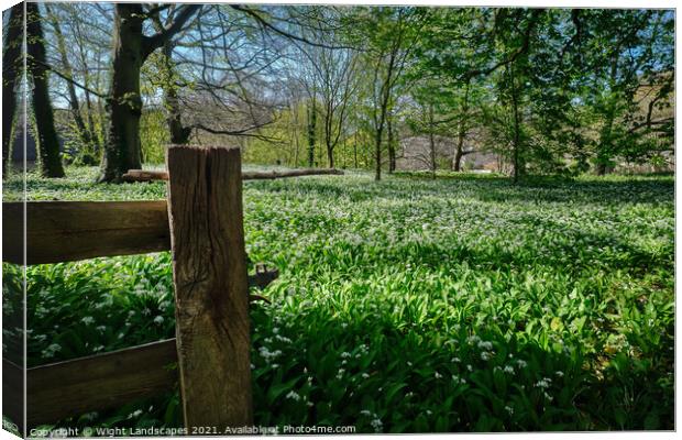 Wild Garlic Isle Of Wight Canvas Print by Wight Landscapes