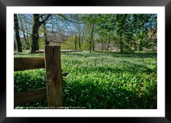 Wild Garlic Isle Of Wight Framed Mounted Print by Wight Landscapes