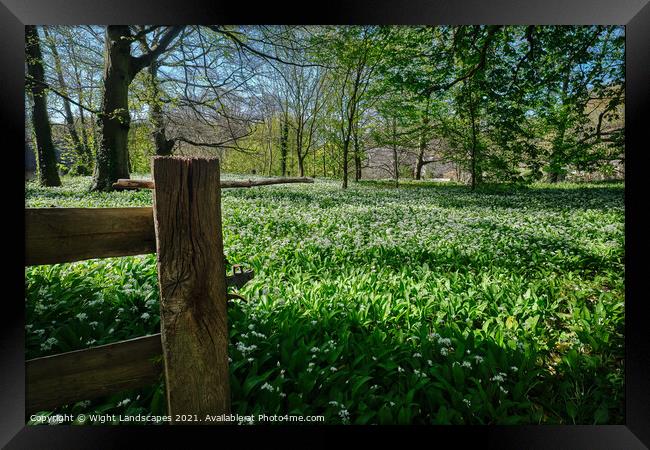 Wild Garlic Isle Of Wight Framed Print by Wight Landscapes