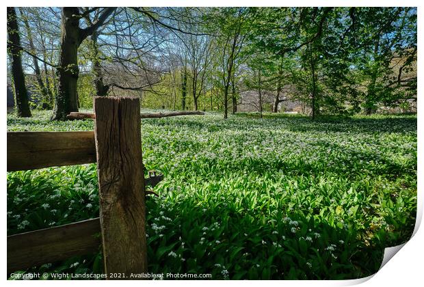 Wild Garlic Isle Of Wight Print by Wight Landscapes