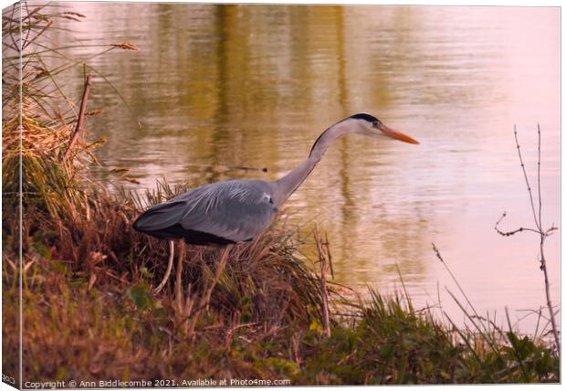 Beautiful Heron looking for fish Canvas Print by Ann Biddlecombe