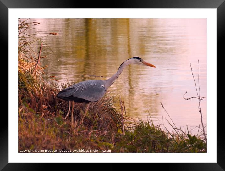 Beautiful Heron looking for fish Framed Mounted Print by Ann Biddlecombe