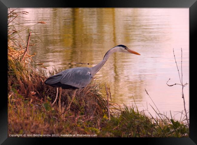 Beautiful Heron looking for fish Framed Print by Ann Biddlecombe