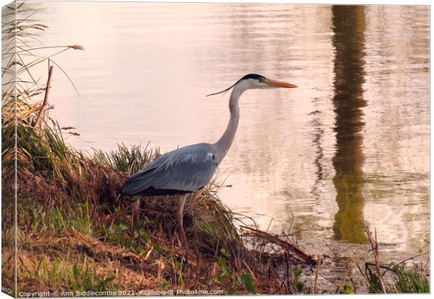 Beautiful Heron looking in the Somme canal Canvas Print by Ann Biddlecombe