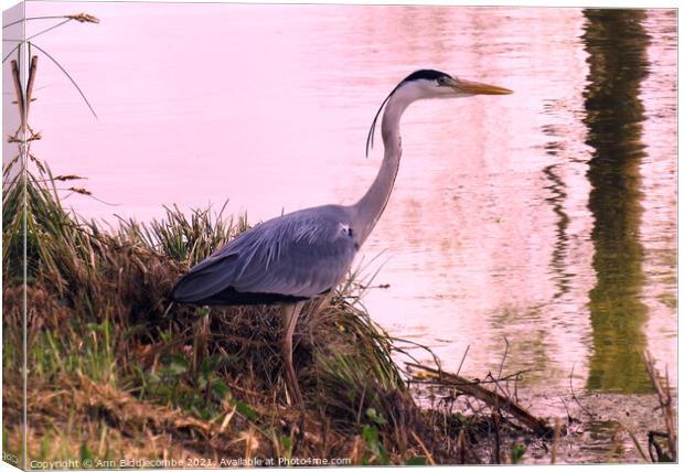 Heron by the waters edge Canvas Print by Ann Biddlecombe