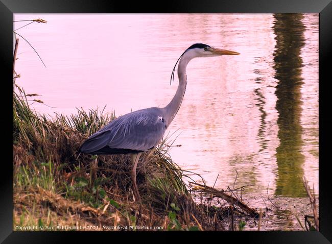 Heron by the waters edge Framed Print by Ann Biddlecombe