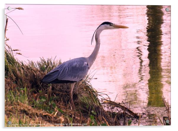 Heron by the waters edge Acrylic by Ann Biddlecombe