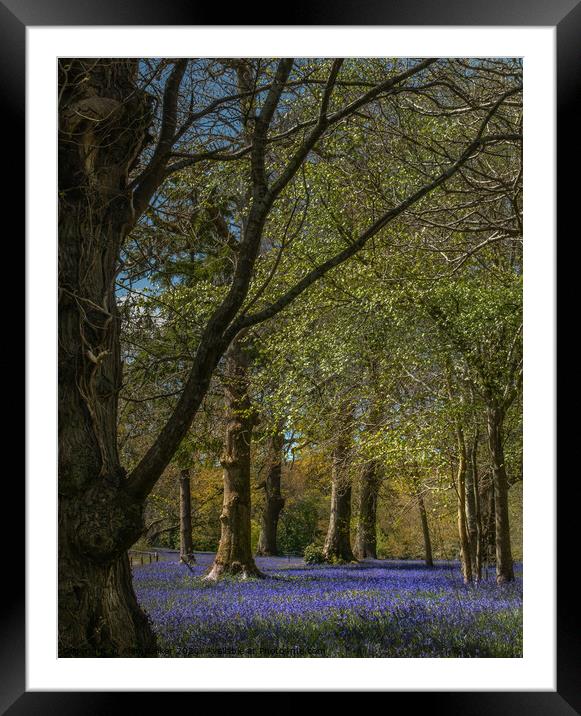 Bluebells at Enys Gardens Framed Mounted Print by Alan Barker