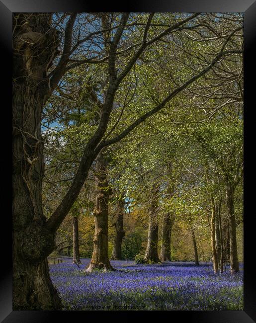 Bluebells at Enys Gardens Framed Print by Alan Barker