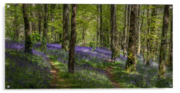 Bluebell Woodland Acrylic by Alan Barker