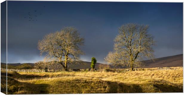 Trees on the Penwyllt landscape Canvas Print by Leighton Collins
