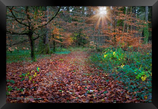 Autumn leaves in a country park Framed Print by Leighton Collins