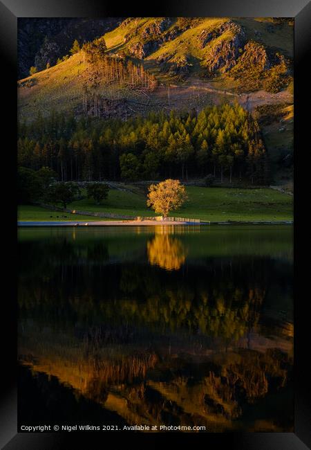 Tree Reflection Buttermere Framed Print by Nigel Wilkins