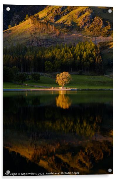 Tree Reflection Buttermere Acrylic by Nigel Wilkins