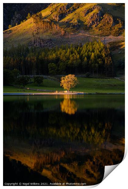 Tree Reflection Buttermere Print by Nigel Wilkins