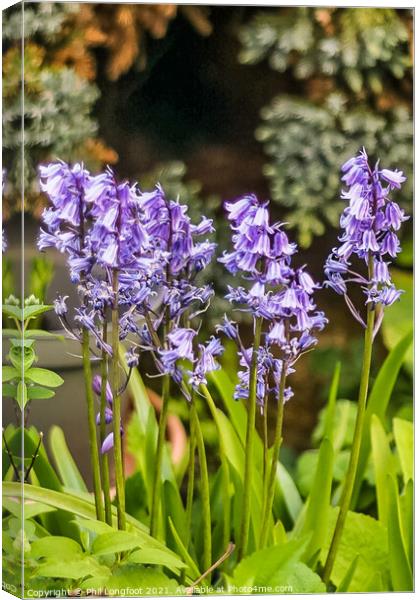 Bluebells beauty Canvas Print by Phil Longfoot