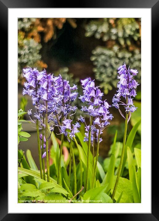 Bluebells beauty Framed Mounted Print by Phil Longfoot