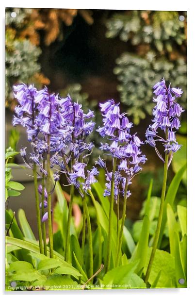 Bluebells beauty Acrylic by Phil Longfoot