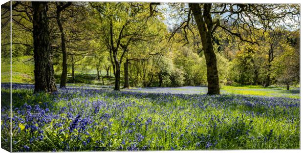 Bluebells Canvas Print by Paul Harwood-Browne
