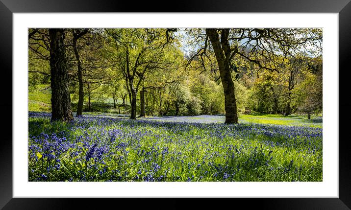 Bluebells Framed Mounted Print by Paul Harwood-Browne