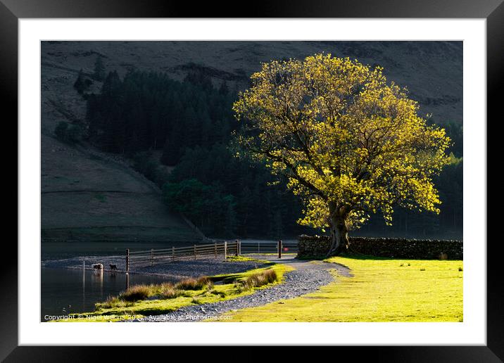 Oak Tree Framed Mounted Print by Nigel Wilkins