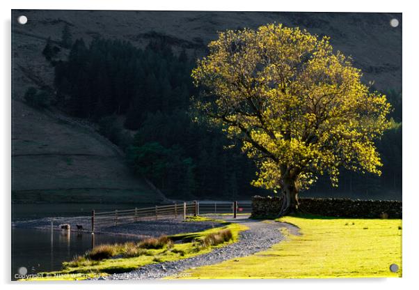 Oak Tree Acrylic by Nigel Wilkins