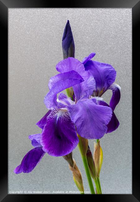 Purple Flag Iris Framed Print by Joy Walker