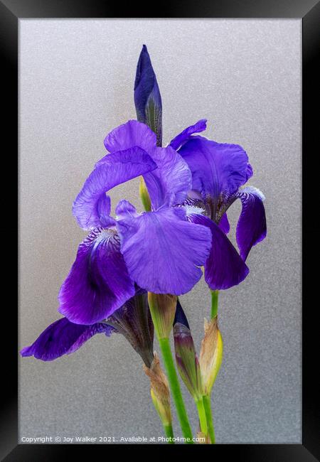 Purple Flag irises Framed Print by Joy Walker