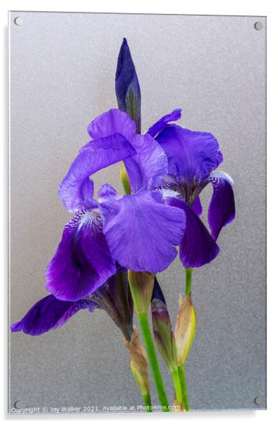 Purple Flag irises Acrylic by Joy Walker