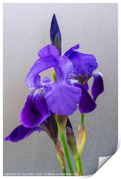 Purple Flag irises Print by Joy Walker