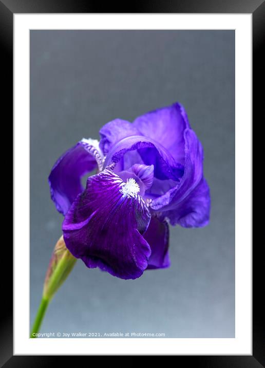 Purple Flag irises Framed Mounted Print by Joy Walker