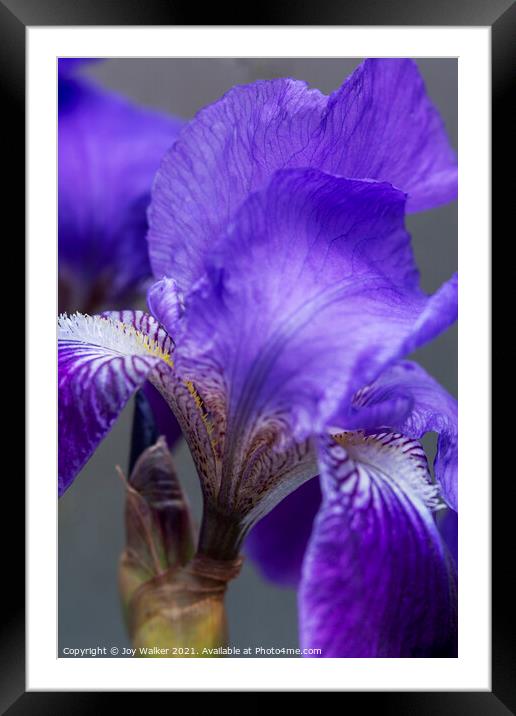 Purple Flag irises Framed Mounted Print by Joy Walker