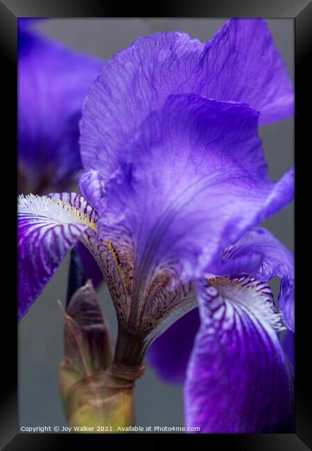 Purple Flag irises Framed Print by Joy Walker