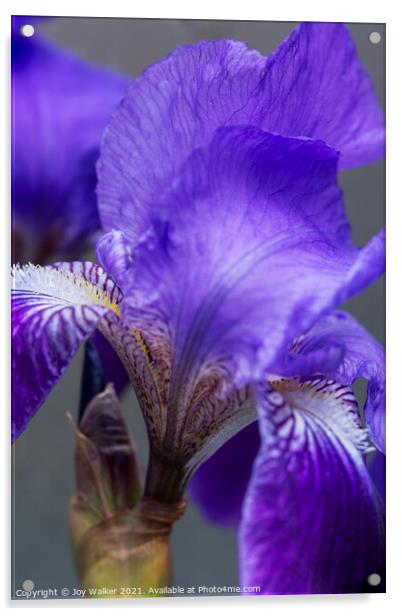 Purple Flag irises Acrylic by Joy Walker