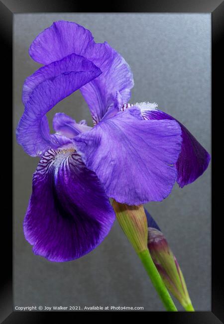 Purple Flag Iris Framed Print by Joy Walker