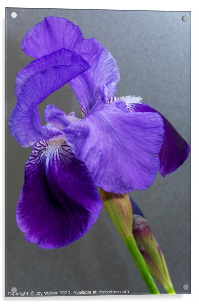 Purple Flag Iris Acrylic by Joy Walker