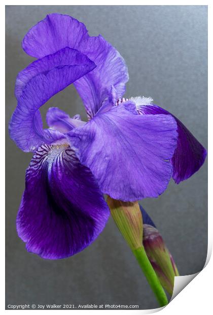 Purple Flag Iris Print by Joy Walker