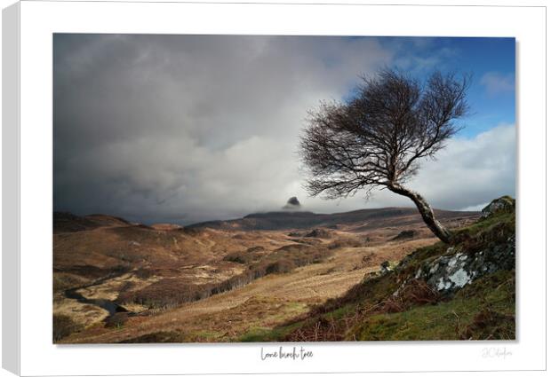 Lone birch tree Scottish Highlands Canvas Print by JC studios LRPS ARPS