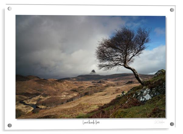 Lone birch tree Scottish Highlands Acrylic by JC studios LRPS ARPS