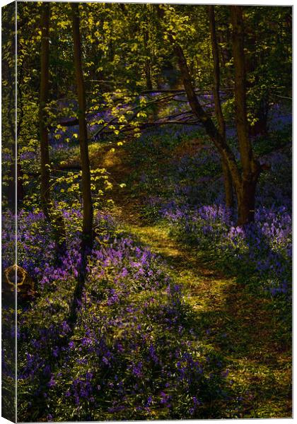Enchanting Bluebell Forest Canvas Print by Stephen Hollin