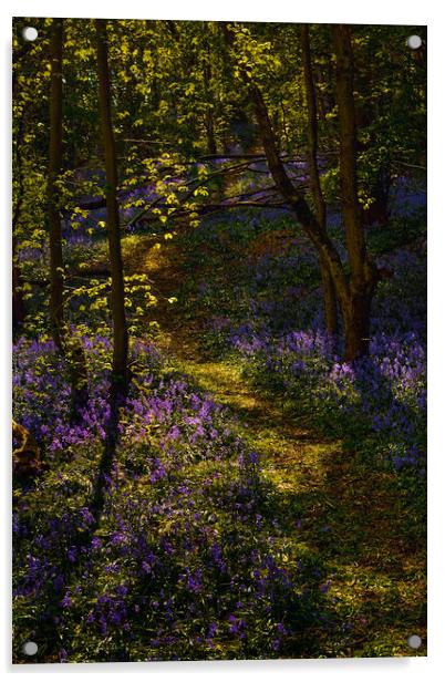 Enchanting Bluebell Forest Acrylic by Stephen Hollin