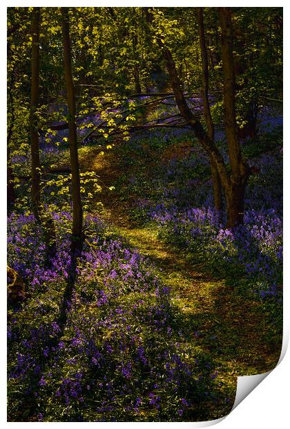 Enchanting Bluebell Forest Print by Stephen Hollin