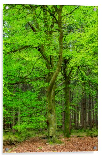 Spring Beech Acrylic by David Tinsley