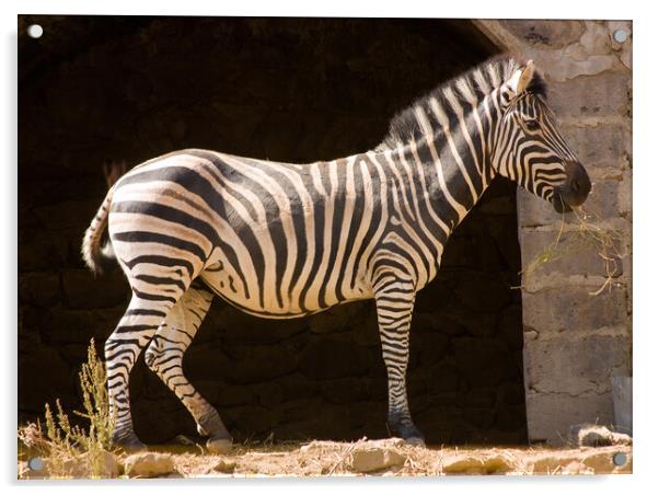 Zebra Acrylic by Mikhail Pogosov