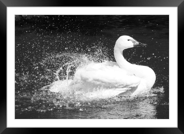 Beautiful Swan Framed Mounted Print by Mikhail Pogosov