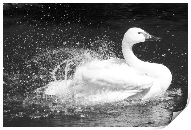 Beautiful Swan Print by Mikhail Pogosov