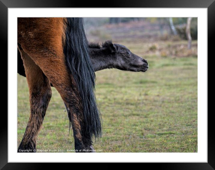 Mother pony with foal appearing behind her legs Framed Mounted Print by Stephen Munn